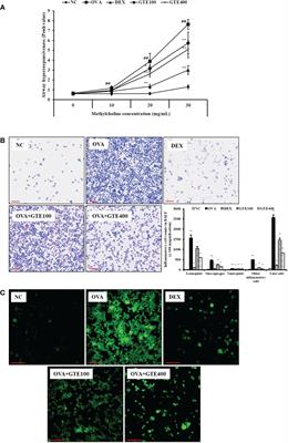 Green tea extract suppresses airway inflammation via oxidative stress-driven MAPKs/MMP-9 signaling in asthmatic mice and human airway epithelial cells